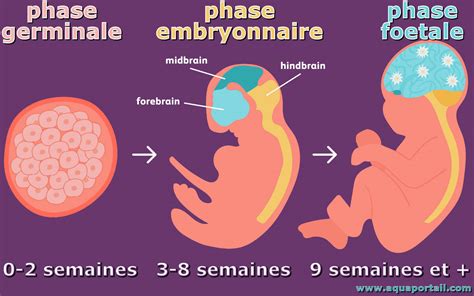 temps spermatozoïdes ovule|Stades du développement fœtal